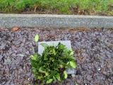 image of grave number 373544